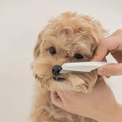 A pet grooming comb, stainless steel, fine tooth design, flea removal and hair removal tool, durable non-slip handle, suitable for cats and dogs with thick hair